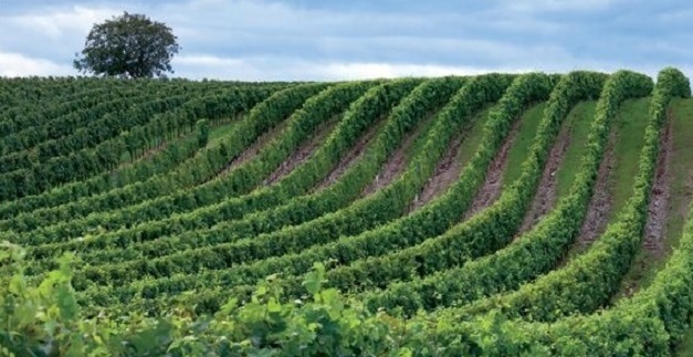 Asaja C-LM estima un 20% menos de producción para la campaña vitivinícola 2021/2022