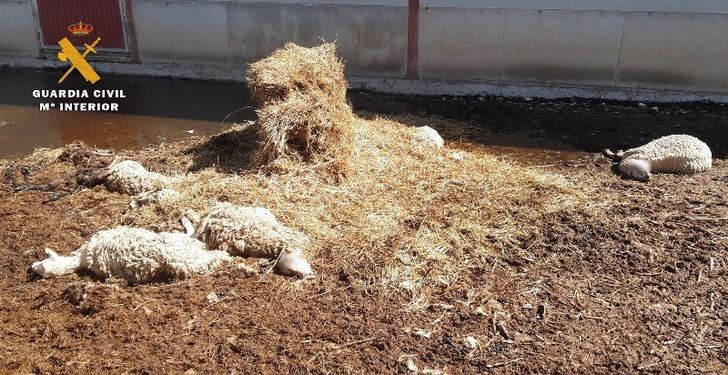 Detenido un vecino de Montalvos (Albacete) por causar la muerte de 280 ovejas y 5 perros por falta de alimento y agua