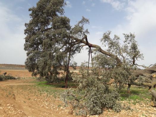 Castilla-La Mancha declara la ‘Carrasca Ruli’ como árbol singular, el primero en la región desde 2011