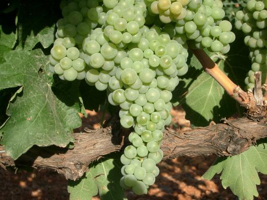 Castilla-La Mancha convoca ayudas para la reestructuración del viñedo hasta el 28 de febrero