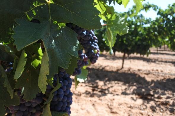 Las cooperativas vitivinícolas de C-LM prevén una cosecha de vendimia inferior a la anterior debido a la sequía