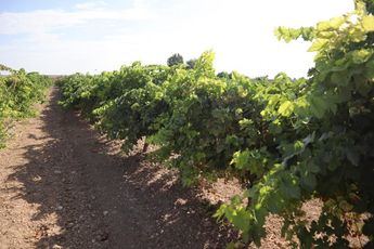 Indemnizaciones anticipadas de 5.5 millones de euros para viticultores afectados por el pedrisco en Castilla-La Mancha