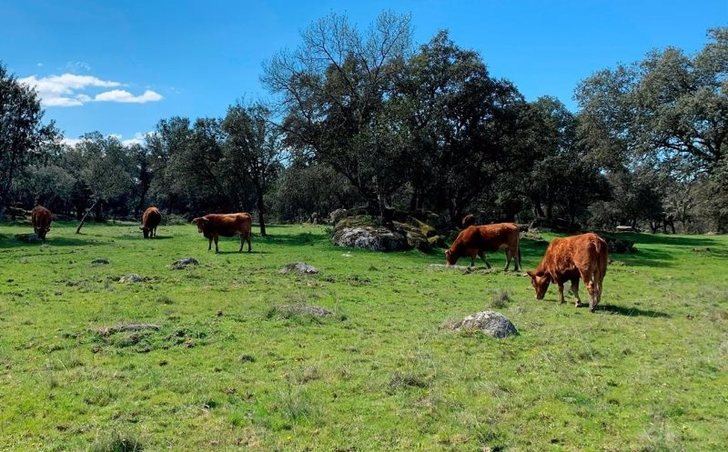 Castilla-La Mancha abona 57 millones para 13.300 expedientes de agricultores y ganaderos comprometidos con la conservación del entorno