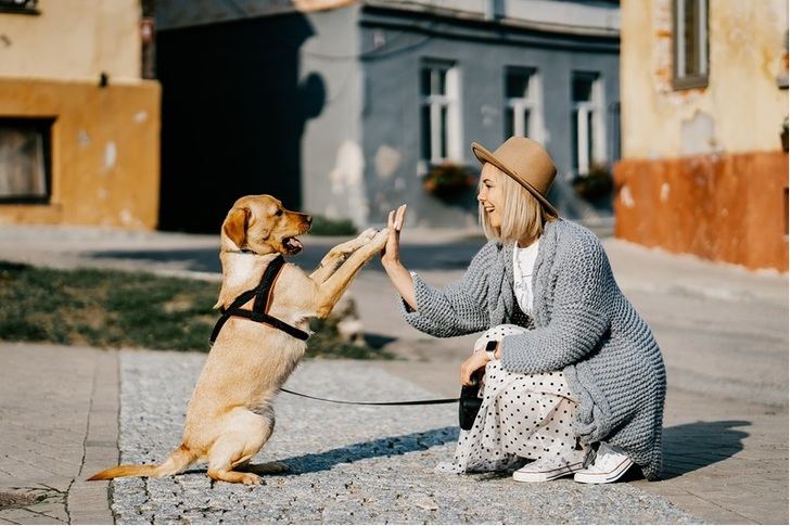 La importancia y los beneficios del adiestramiento canino