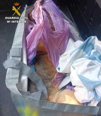 Maltrato animal: dos hombres podrían ir a prisión tras golpear a un perro hasta la muerte, en Guadalajara