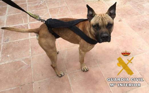 Dos detenidos por la Guardia Civil de Albacete por sustraer tres perros de una protectora de animales y plantas