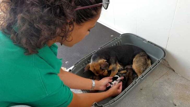 Emperrados, el programa de protección animal de la Diputación de Albacete recogió más de 200 canes abandonados
