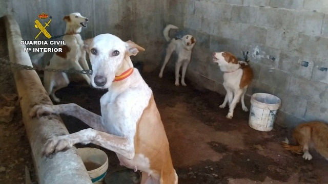 Desarticulada una organización que robaba para su venta perros de caza, en Albacete, Castellón y Valencia