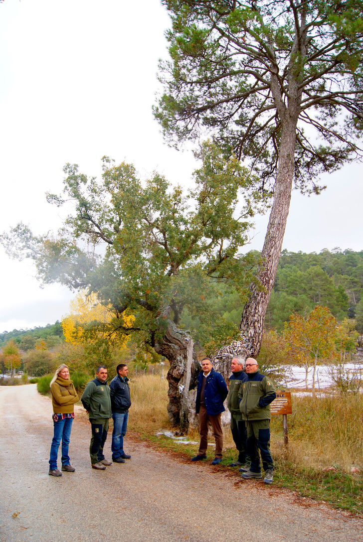 El Pino del Roble de Peñascosa es candidato a ser ‘Árbol Europeo 2019’