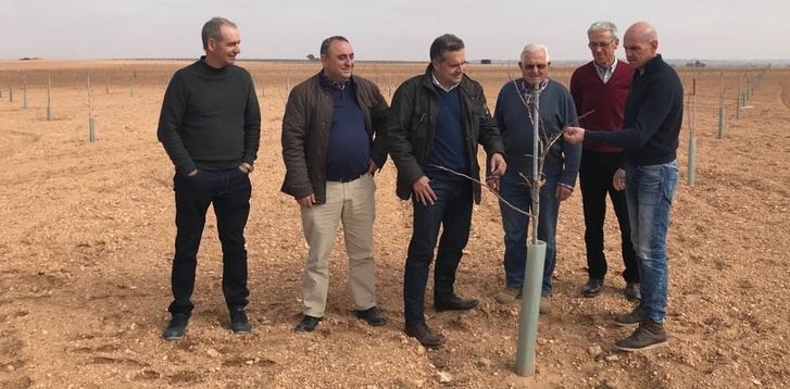 Albacete supera ya las 3.100 hectáreas dedicadas al pistacho, de las que más de 2.000 son de secano