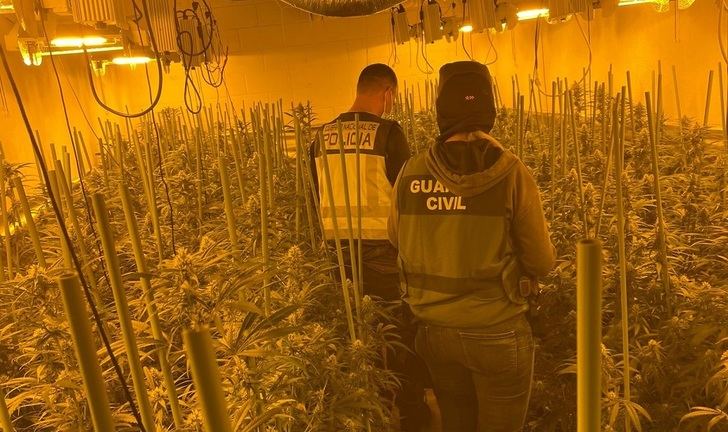 Detenidas 23 personas en Madrid y Toledo por cultivo de marihuana y blanqueo de dinero en apuestas deportivas