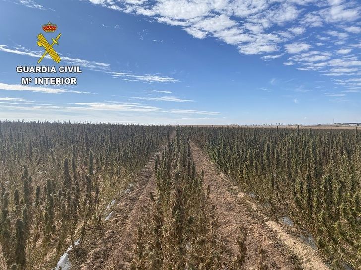La Guardia Civil decomisa 200.000 plantas de marihuana en un mes en Toledo, tras hacerse con 53.000 en La Guardia