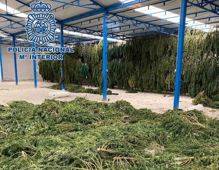Desmanteladas en Borox e Illescas (Toledo) dos macroplantaciones de marihuana y detenidas 13 personas
