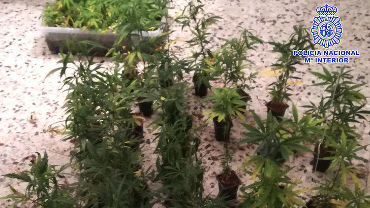 La Policía desmantela una plantación ilegal de marihuana en una vivienda de Mejorada (Toledo)
