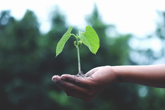 Plantasyjardines: el blog que te desvelará todo lo que necesitas sobre tu jardín