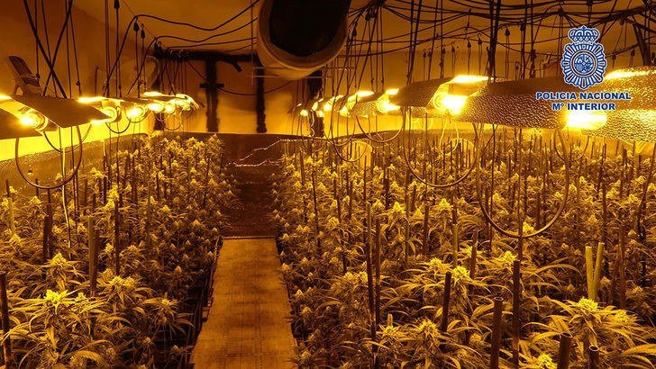 Dos detenidos y 6.016 plantas de cannabis incautadas en la provincia de Toledo