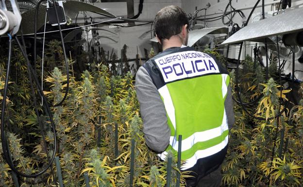 Detienen en Albacete a dos personas que cultivaban marihuana en un trastero, tras la denuncia de los vecinos