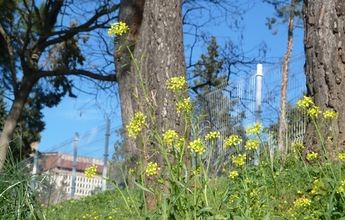 Los alergólogos pronostican este año una mejor primavera para las personas alérgicas al polen en Castilla-La Mancha