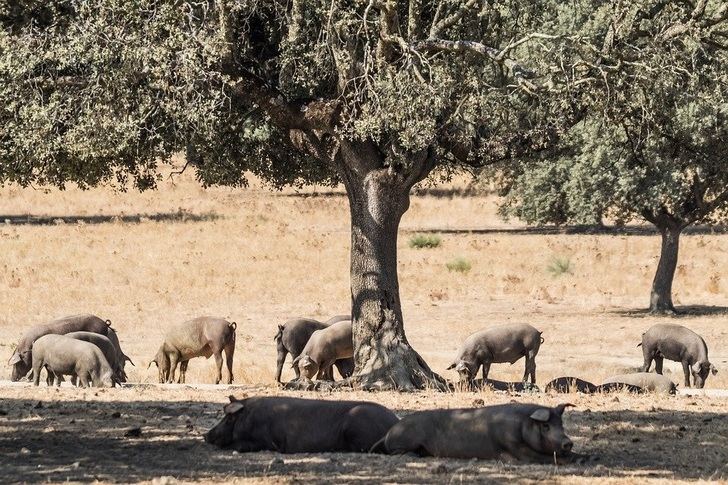 Productos ibéricos de Guijuelo: por qué son tan buenos