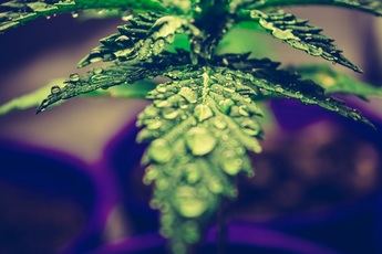 Marihuana y semillas autoflorecientes: ¿realmente son buenas para estudiantes?