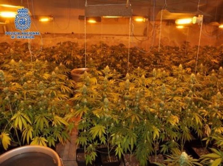 Cuatro detenidos tras desmantelar una red de plantaciones dedicadas al cultivo de marihuana en Puertollano