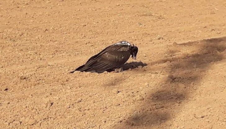 Los agentes medioambientales de Albacete rescatan un quebrantahuesos con síntomas de inanición en La Gineta