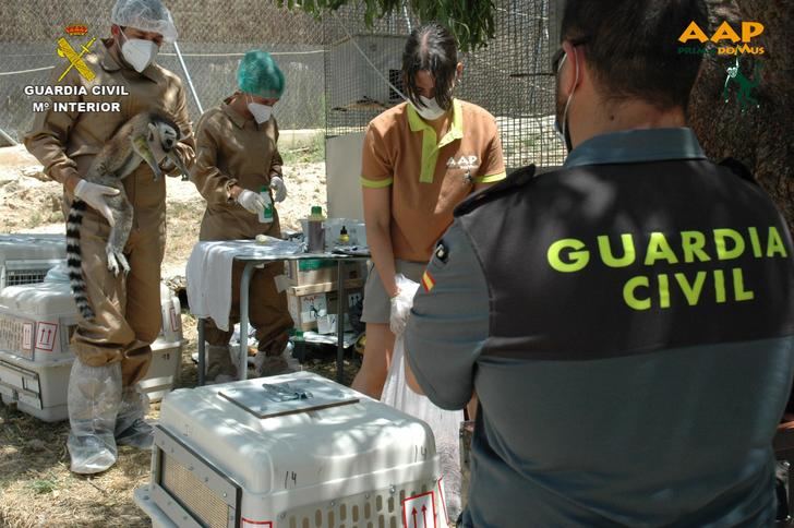 La Guardia Civil interviene doce especímenes de Lémur cola anillada que poseia un vecino de Nerpio (Albacete)