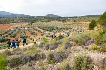 Férez se prepara para la II ruta senderista de Férez (almendro en flor) el 22 de febrero