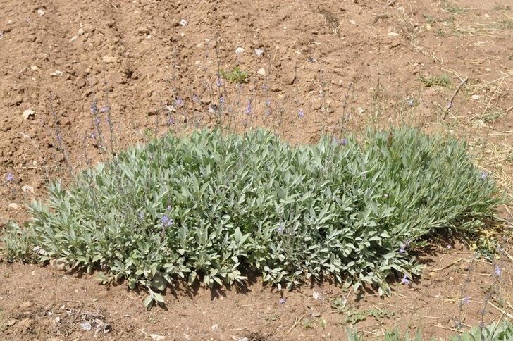 Un estudio del Iriaf revela perspectivas 'prometedoras' para el cultivo de la salvia española