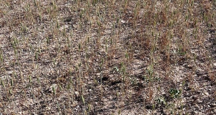 Asaja Albacete pide que se declare Zona con Adversidades Climatológicas causadas por la sequía toda la provincia