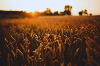 Impacto y beneficios de la comercialización en el sector agrícola