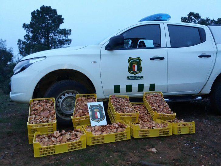 Coger setas en Castilla-La Mancha, una práctica de ‘temporada’ que está regulada