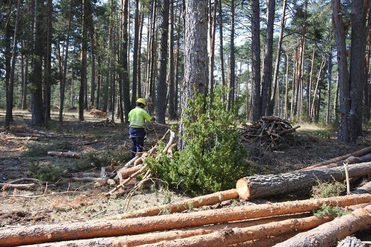 Imagen de archivo de tala de árboles en Castilla-La Mancha