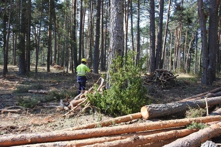 La Junta publica las ayudas para los tratamientos selvícolas, por 25 millones de euros