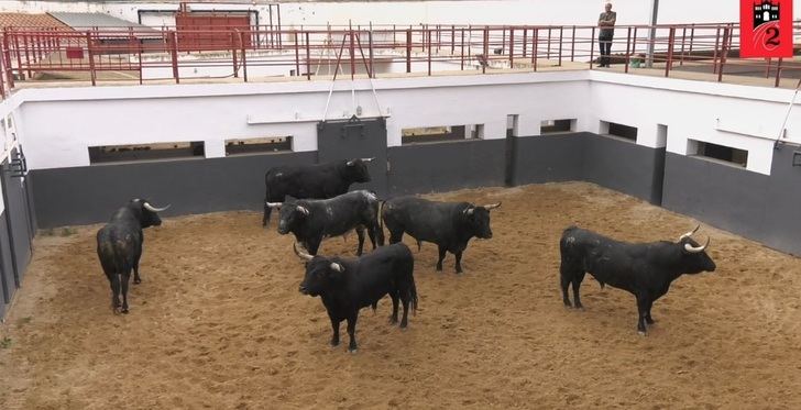 Toros. La feria taurina de Albacete se inicia con los toros de Miura (video)