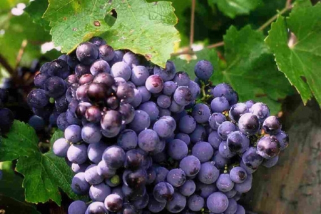ASAJA Albacete considera insuficientes las medidas extraordinarias para el vino