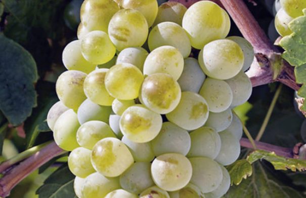 Uva Castellana Blanca como la que se produce en Pozohondo.