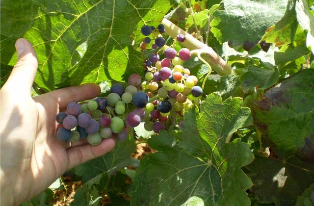 UPA reclama avances en el sector del vino en el día por el Movimiento Vino D.O.