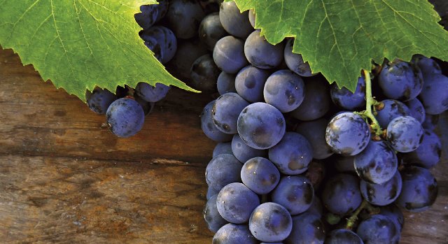 Medio centenar de proyectos vitivinícolas de Castilla-La Mancha recibirán 16 millones de ayudas Vinati