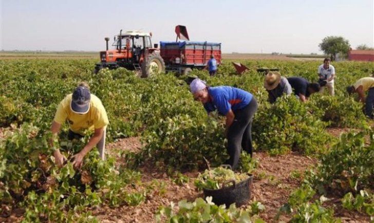 Comienza la vendimia de forma generalizada en Castilla-La Mancha