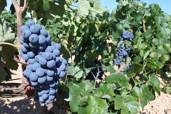 La Junta de Castilla-La Mancha, en la recta final de la vendimia, resalta que la uva es “de muy buena calidad”