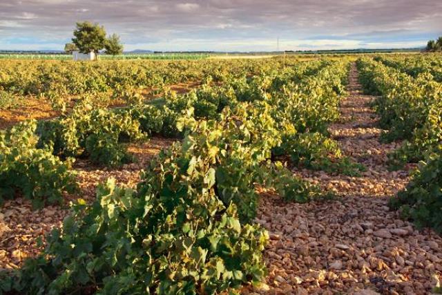 25.000 agricultores de Albacete recibe 41,7 millones de la PAC