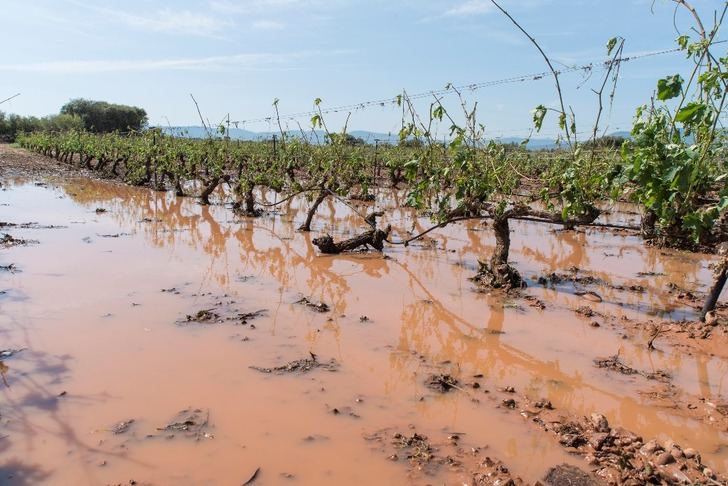 Castilla-La Mancha cifra en 45.000 las hectáreas de viñedo afectadas por las tormentas, 30.000 de ellas aseguradas