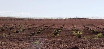 La Junta de Castilla-La Mancha paga más de 11 millones para reconversión del viñedo a 1.000 agricultores