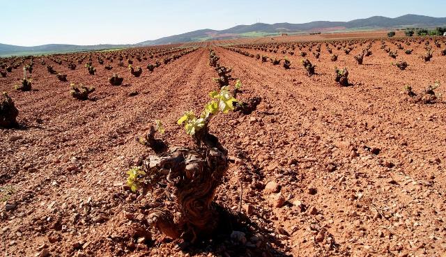 Todos los jóvenes viticultores de Castilla-La Mancha que han solicitado viñedo por primera vez recibirán el 100%