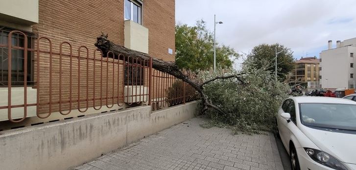 Es un ejemplo de lo sucedido hoy en Albacete. Un árbol derribado por el viento en la calle Núñez de Balboa.