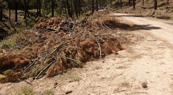 El PP de Villaverde de Guadalimar denuncia la falta de limpieza del monte por la acumulación de maleza seca y restos vegetales sin retirar