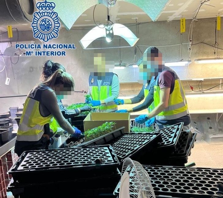 Desarticulado en Recas un vivero de marihuana que podría haber producido 10.000 plantas al mes